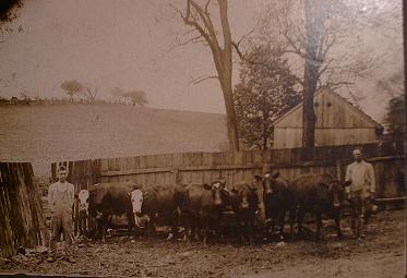 Martin and his father, Fred, tending the family cows.  ca. 1905
