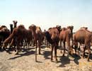 Camels