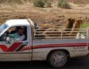 Camel Taxi