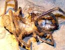 The Dreaded Camel Spider